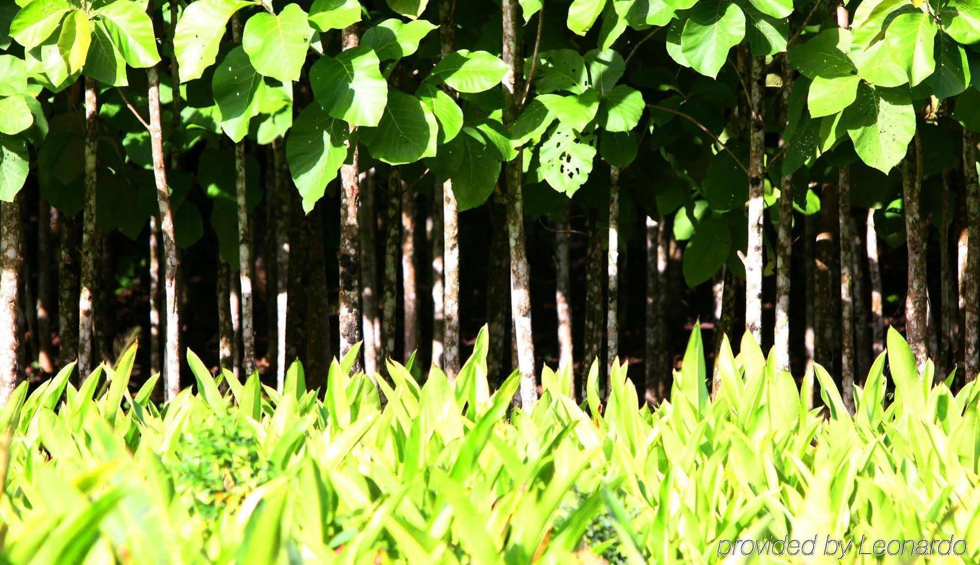 Machaca Hill Rainforest Canopy Lodge Пунта-Горда Экстерьер фото